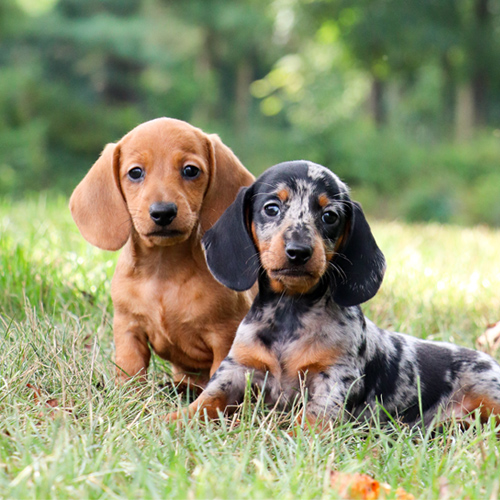 Beautiful Puppies- My Pup Central